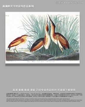 手繪花鳥(niǎo)