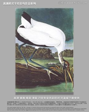 鳥(niǎo)類動(dòng)物油畫(huà)