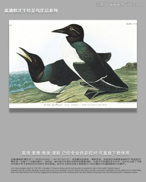 鳥類動物油畫
