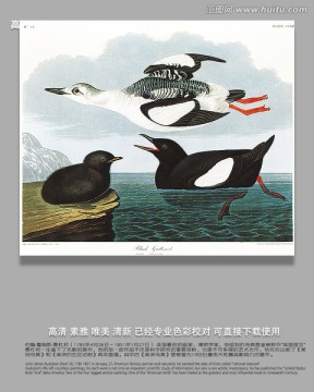鸟类动物油画