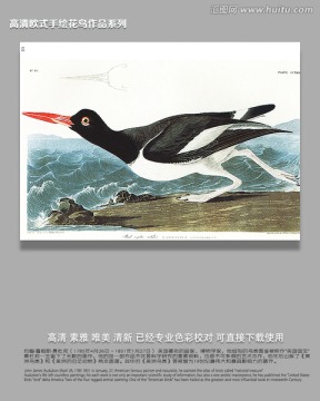 鳥(niǎo)經(jīng)鳥(niǎo)類素材