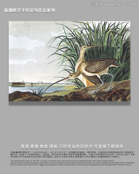 鳥經(jīng)鳥類素材