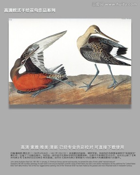 歐式花鳥