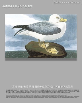 手繪鳥類飛禽