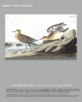 手繪鳥類飛禽