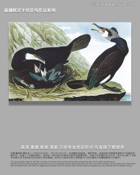手繪鳥類飛禽