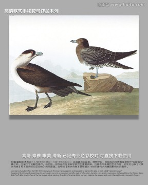 花鳥鳥經