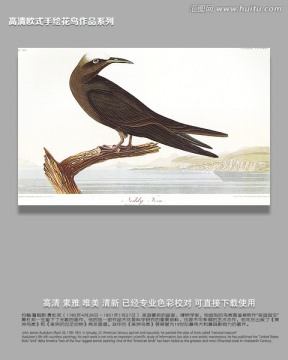 花鳥鳥經