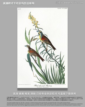 花鳥鳥經(jīng)