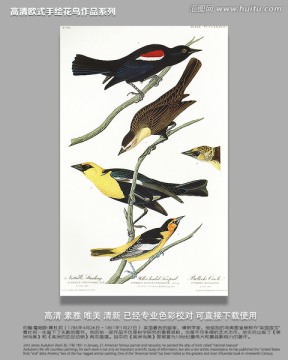 花鳥鳥經