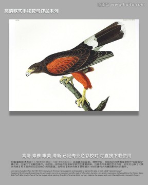 花鳥鳥經(jīng)