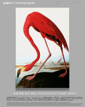 花鳥