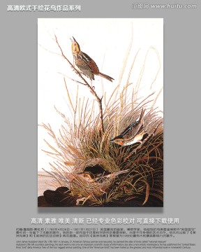 花鳥(niǎo)