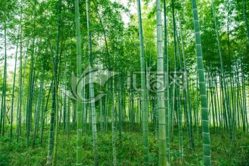 竹子 竹林