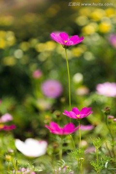 波斯菊