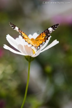 波斯菊和蝴蝶