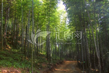 重庆永川竹林