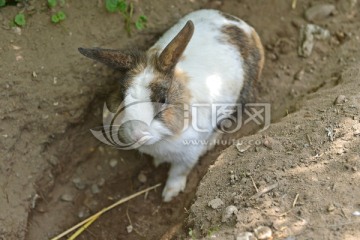 欧洲草兔