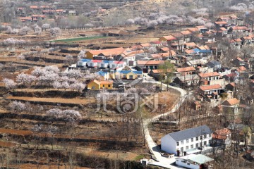 山村春早