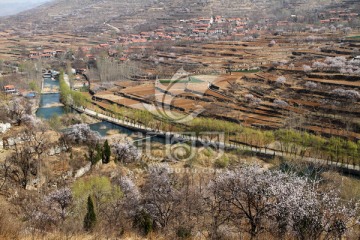 春天的小山村 山花烂漫