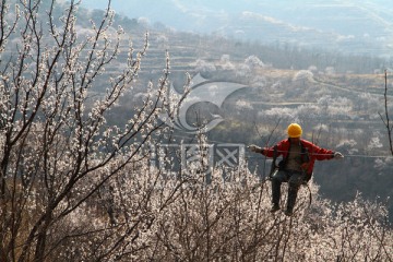 花海中施工 电信工人