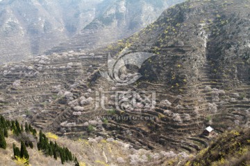 山坡 杏树开花满山坡