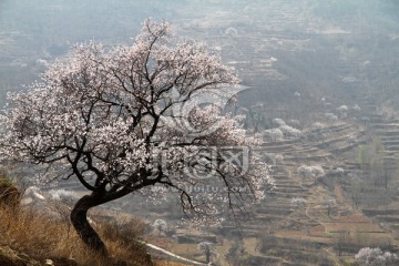 山坡上的杏树