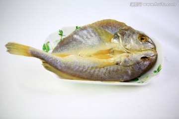 黄鱼鳖