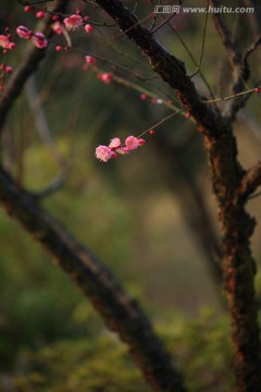 梅花