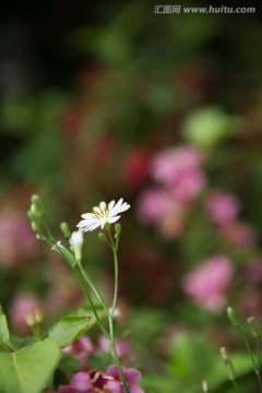 苦菜花