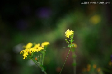 苦菜花