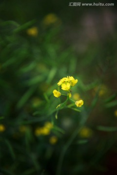 油菜花