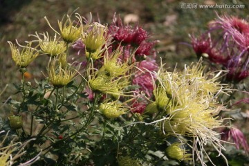 菊花