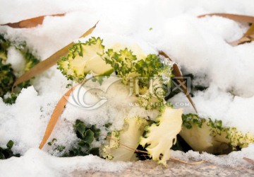 雪中植物