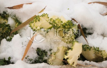 雪景 植物