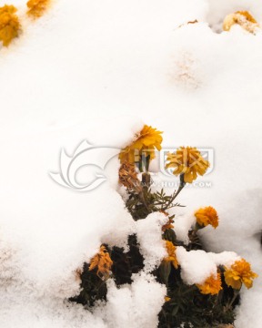 雪中雏菊