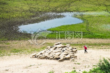 放牧 放羊 湿地 草原