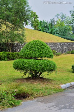 造型植物