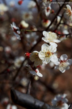 梅花