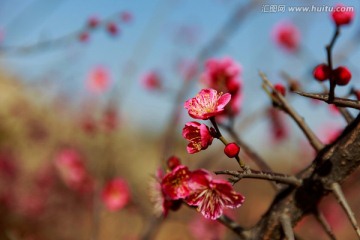 梅花