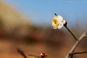 梅花