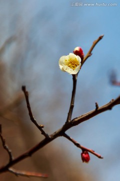 梅花