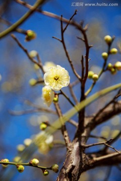 梅花