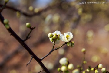 梅花