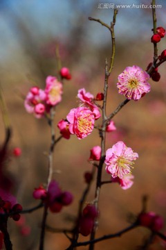 梅花