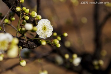 梅花