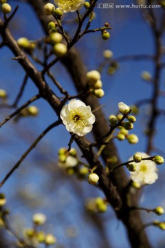 梅花