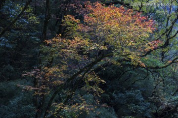 彩色的树林 秋叶