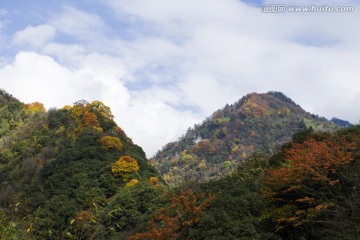 彩林 秋景