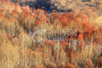 红柳风景